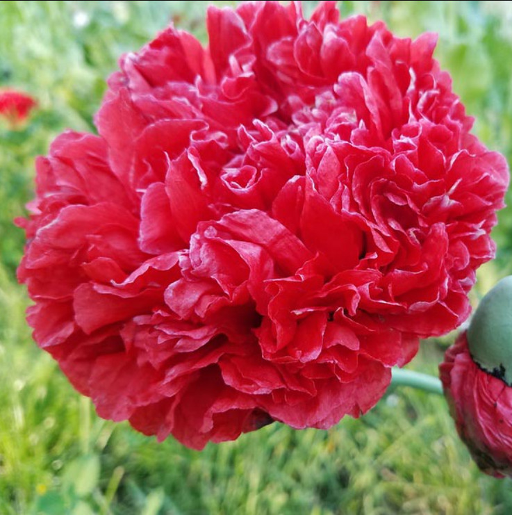 Poppy LUCILLE Red Frosted Breadseed Peony Poppies Large Pods Organic 200 Seeds!