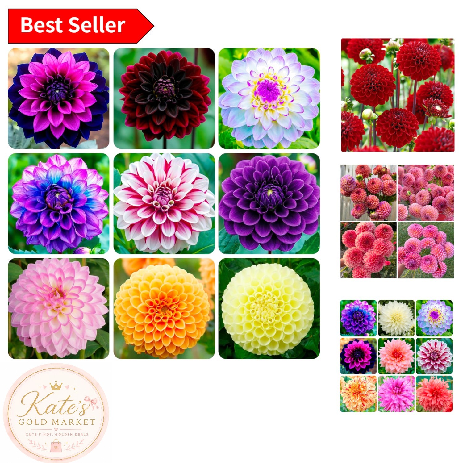 Garden-Ready 500+ Dahlia Pompon Seeds – Attract Bees & Butterflies All Summer