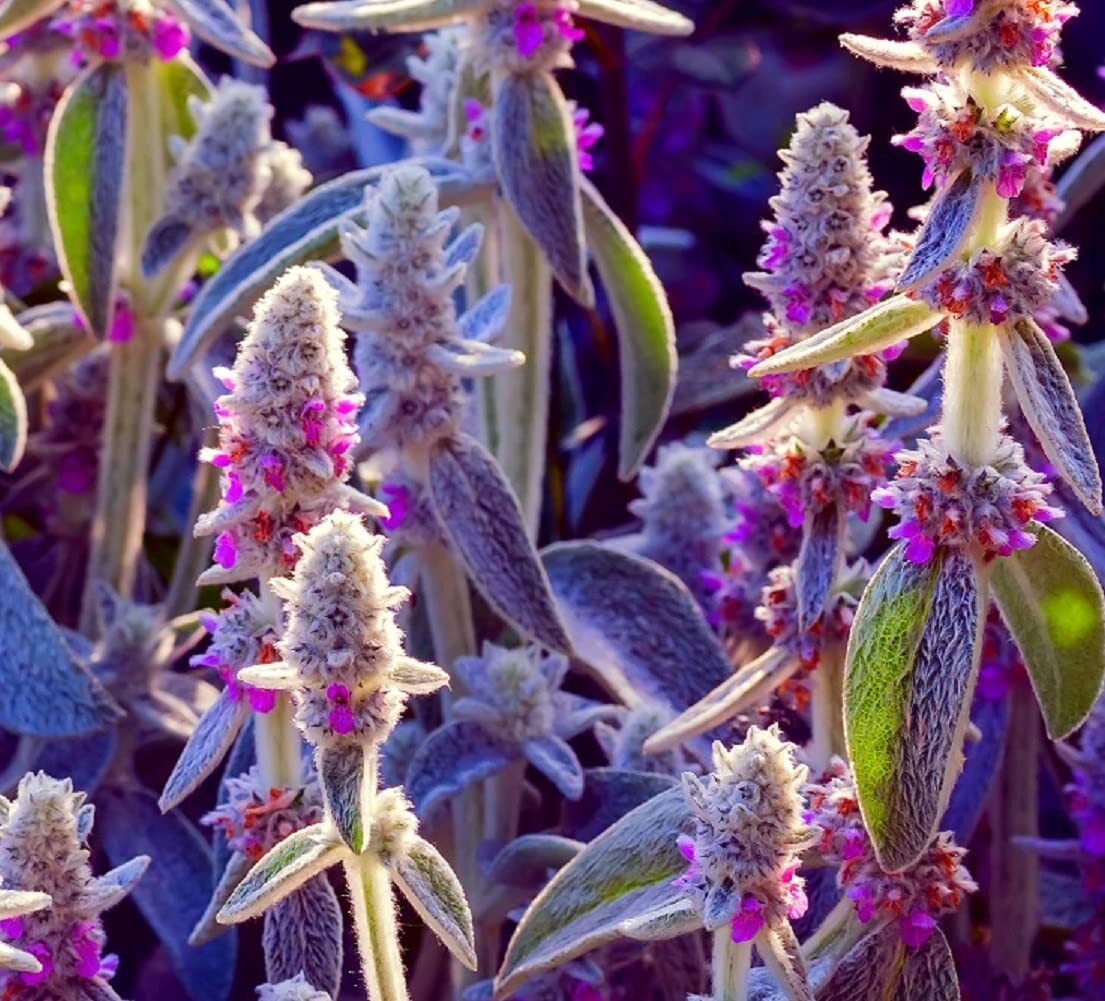 Lamb’s Ear Byzantina- 100+ Seeds – Made in USA, Ships from Iowa – (Stachys Byzan