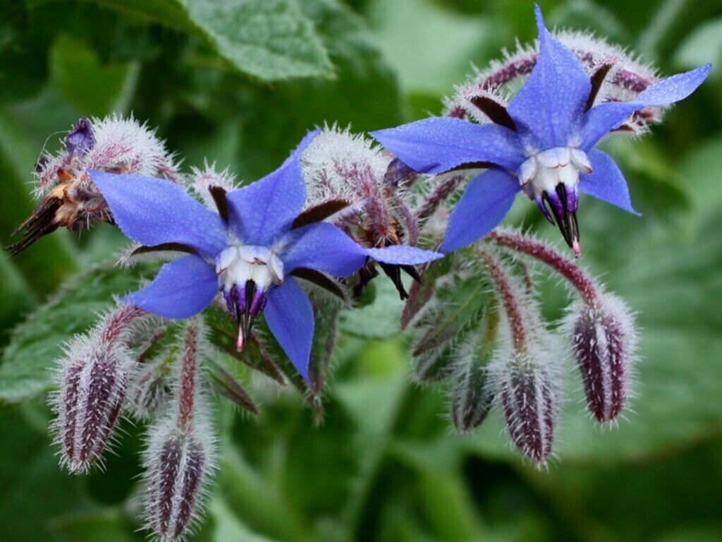 100+ Borage Herb Seeds —————— Pest Repellent — Heirloom — NON GMO