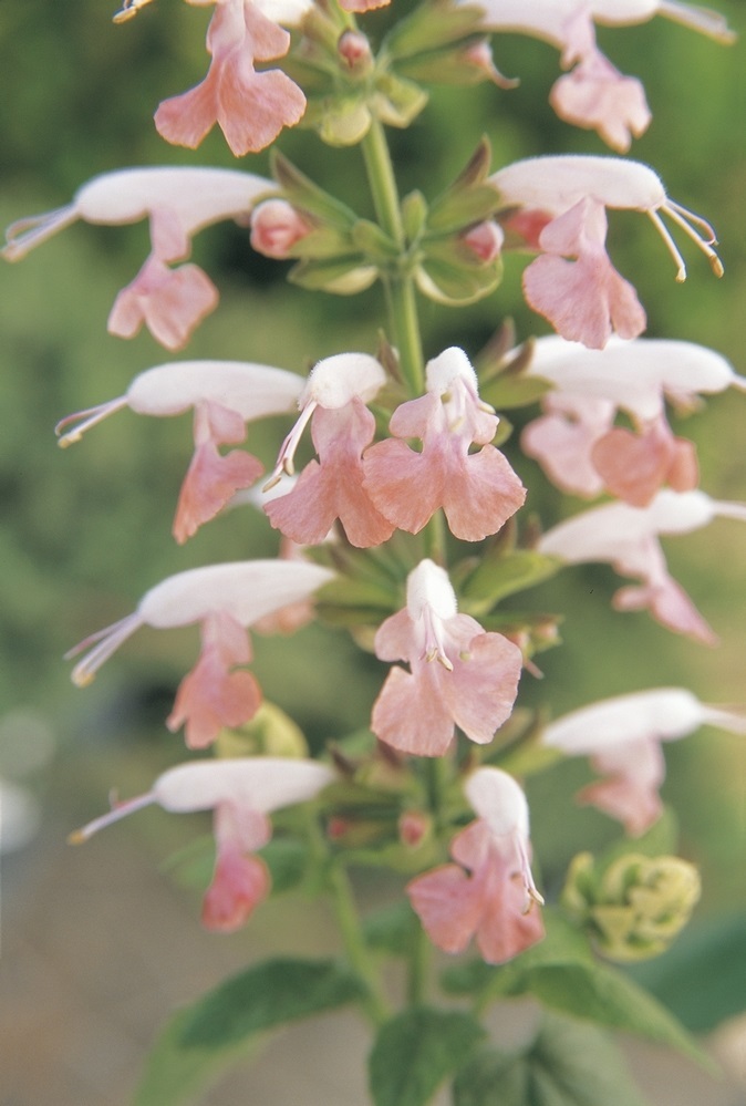 40+ SALVIA SUMER JEWEL PINK COCCINEA FLOWER SEEDS/ PERENNIAL / DROUGHT TOLERANT