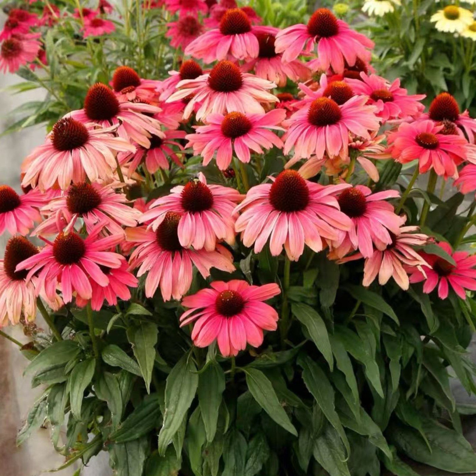 100 Pink Coneflower Seeds – Long-Blooming Perennial for Pollinator Gardens