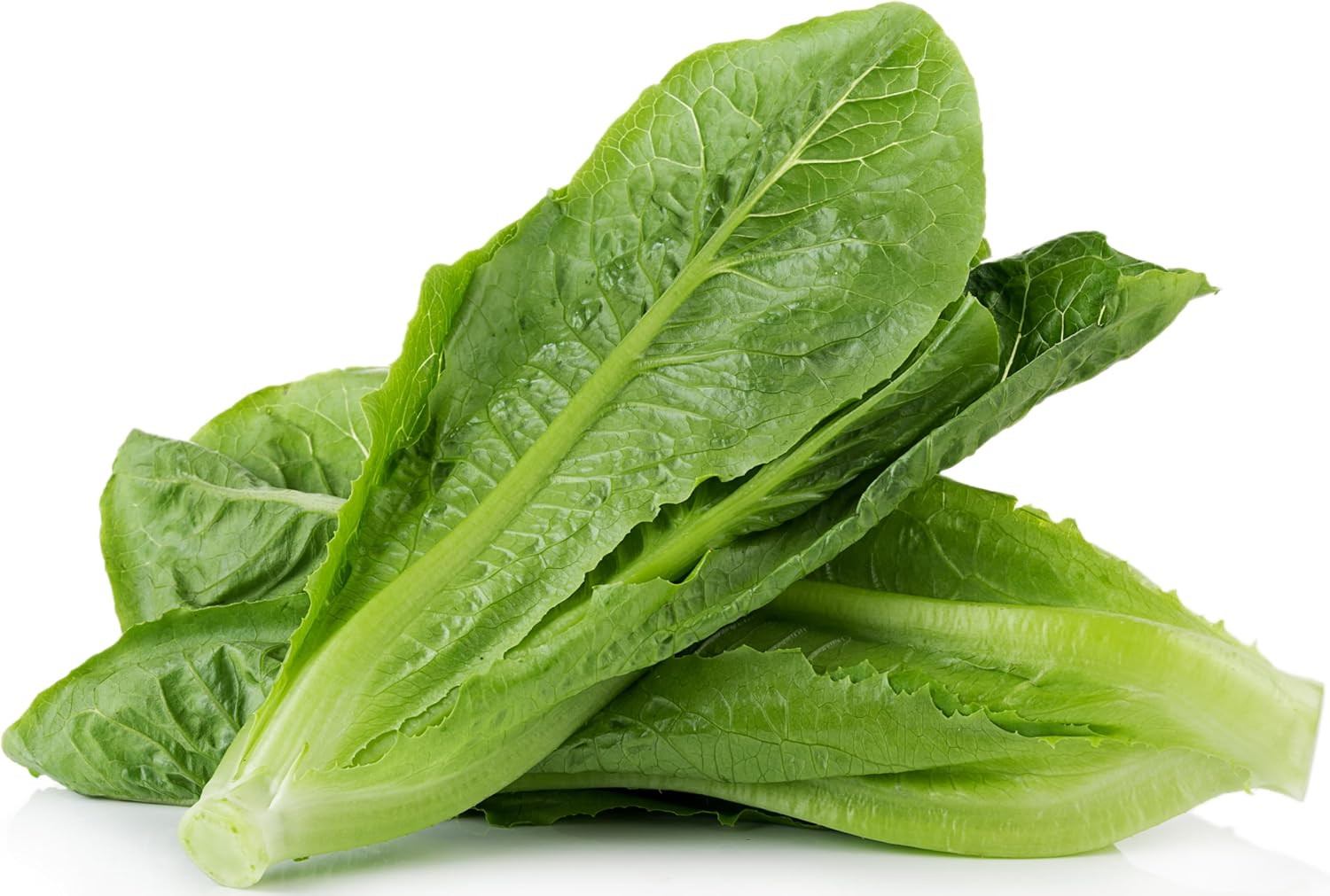 1000 Red Romaine Lettuce Seeds for Planting – Heirloom, Non-Gmo, USA Grown, Prem