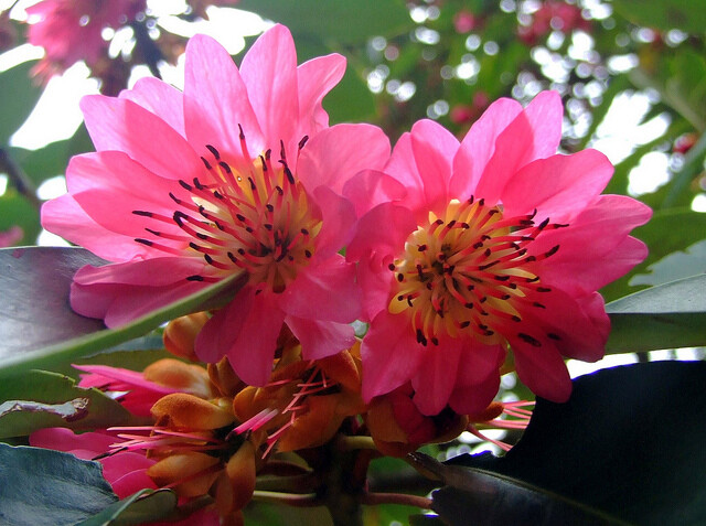Rhodoleia Championii Rare Protected Shrub Tree Hong Kong Rose 500 Seeds
