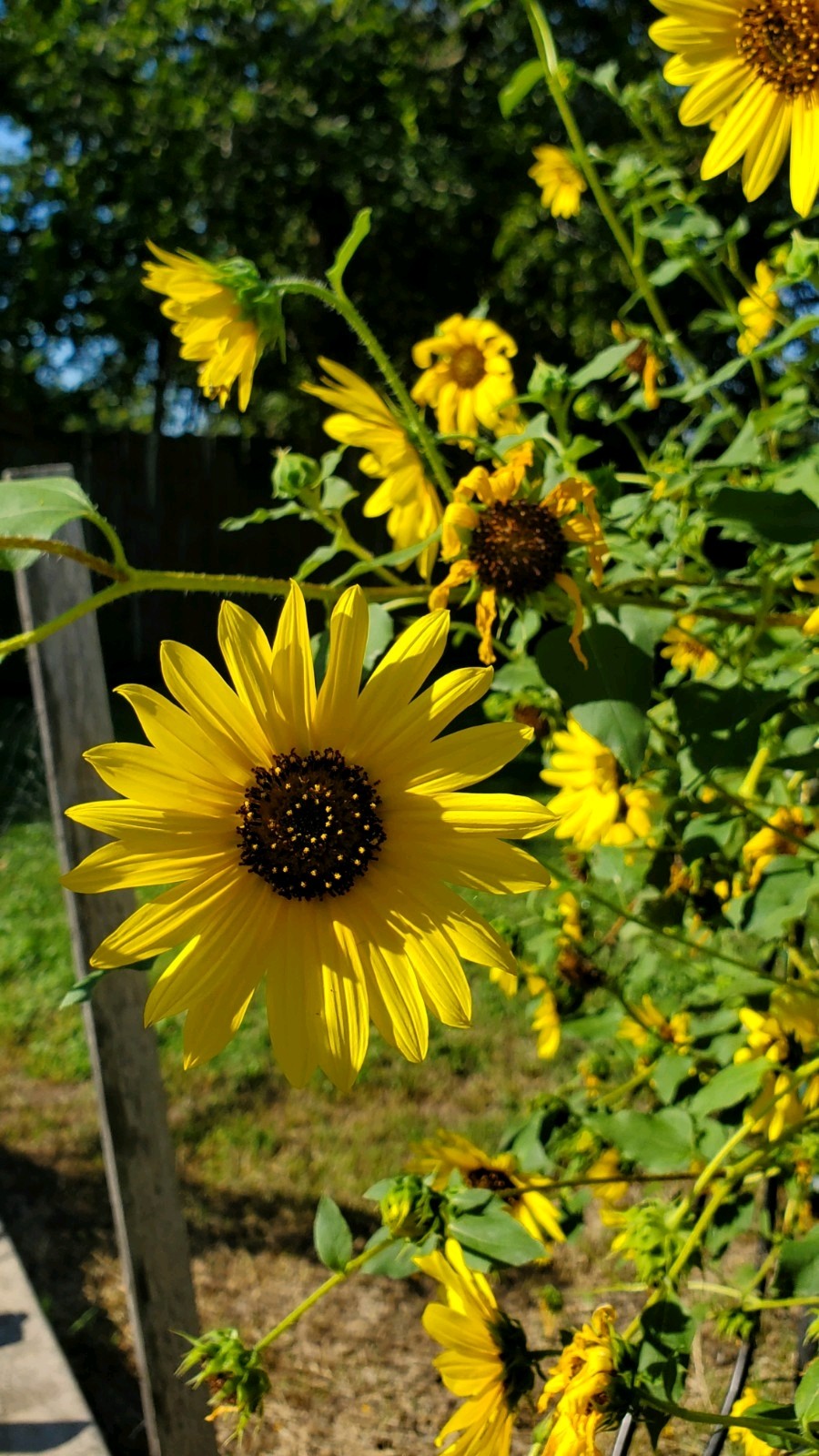 Black Oil Sunflower -Non Gmo- Sun yellow flowers pollinators birds bee 25seeds