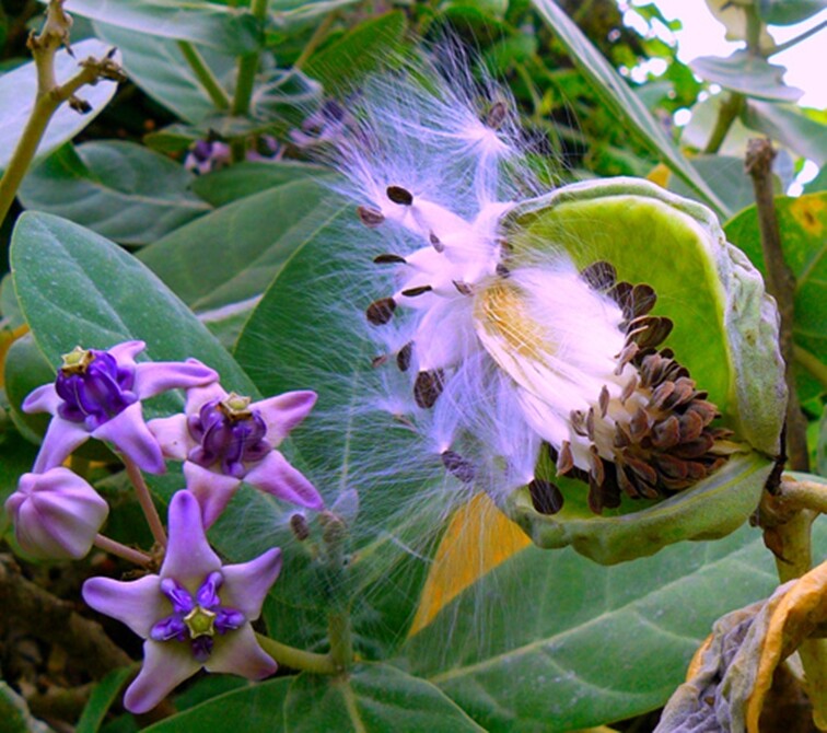 Calotropis Gigantea Shrub 10 Seeds, Giant Milkweed Crown Flower For Butterflies