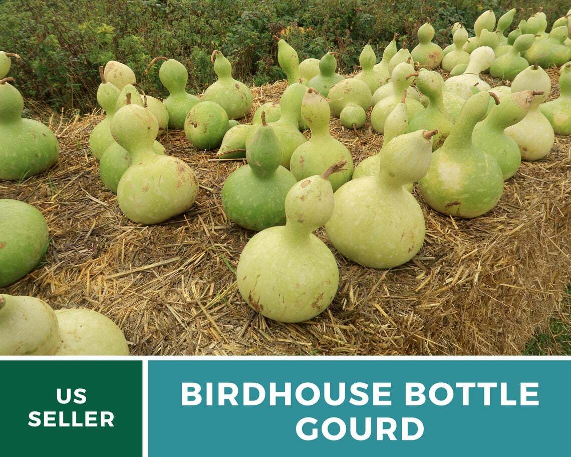 Gourd, Birdhouse Bottle – 15 Seeds – Ornamental – Heirloom – GMO Free