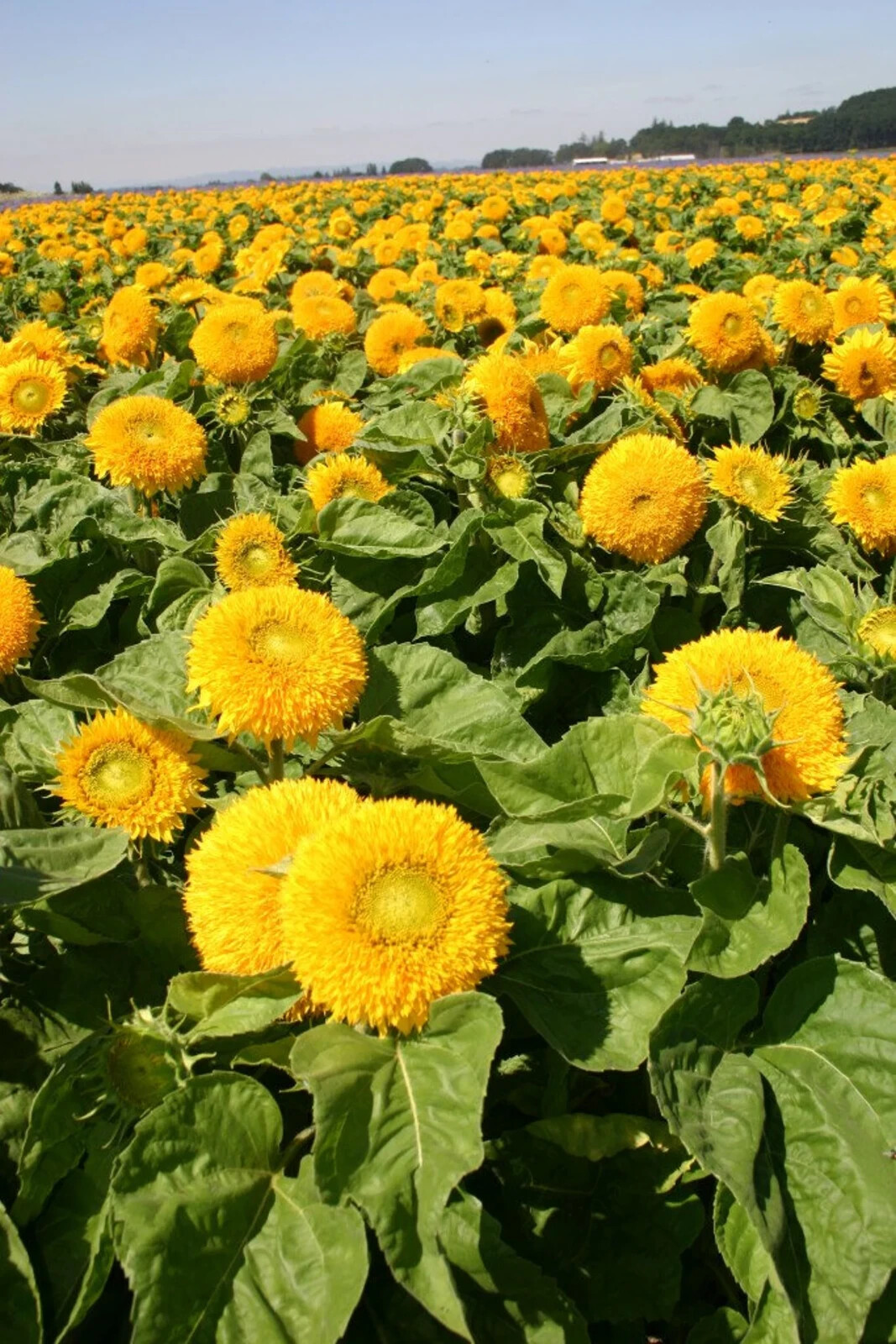 Teddy Bear Dwarf Sunflower Seeds 50Pcs/pack Non GMO Heirloom Garden