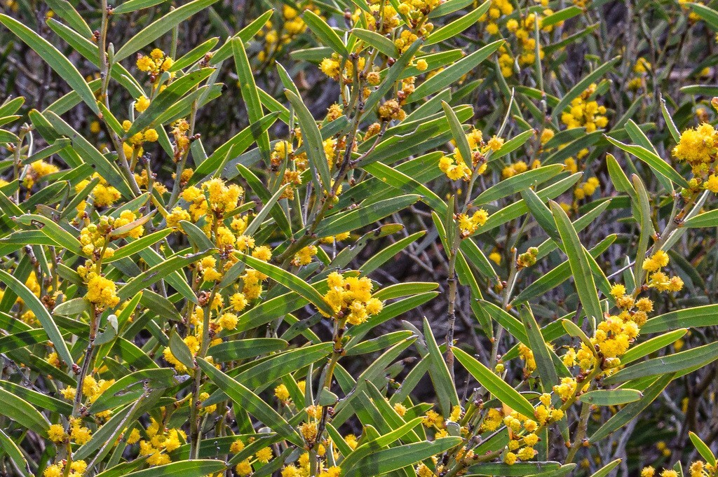 25+ Acacia hemiteles Seeds – “Tan Wattle”