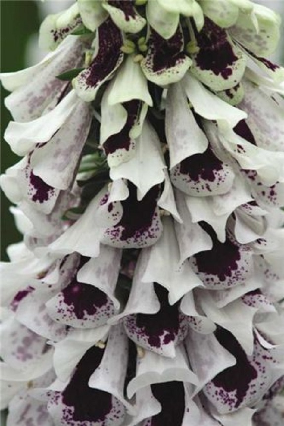 50+ Pam’s Split Mix Foxglove Digitalis / Long-Lasting Annual Flower Seeds