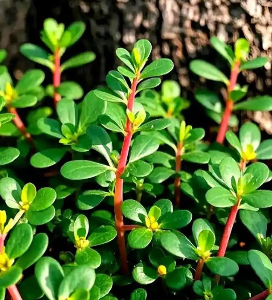 Golden Purslane Seeds Portulaca Sativa Vegetable Gardening Heirloom Non GMO Edib
