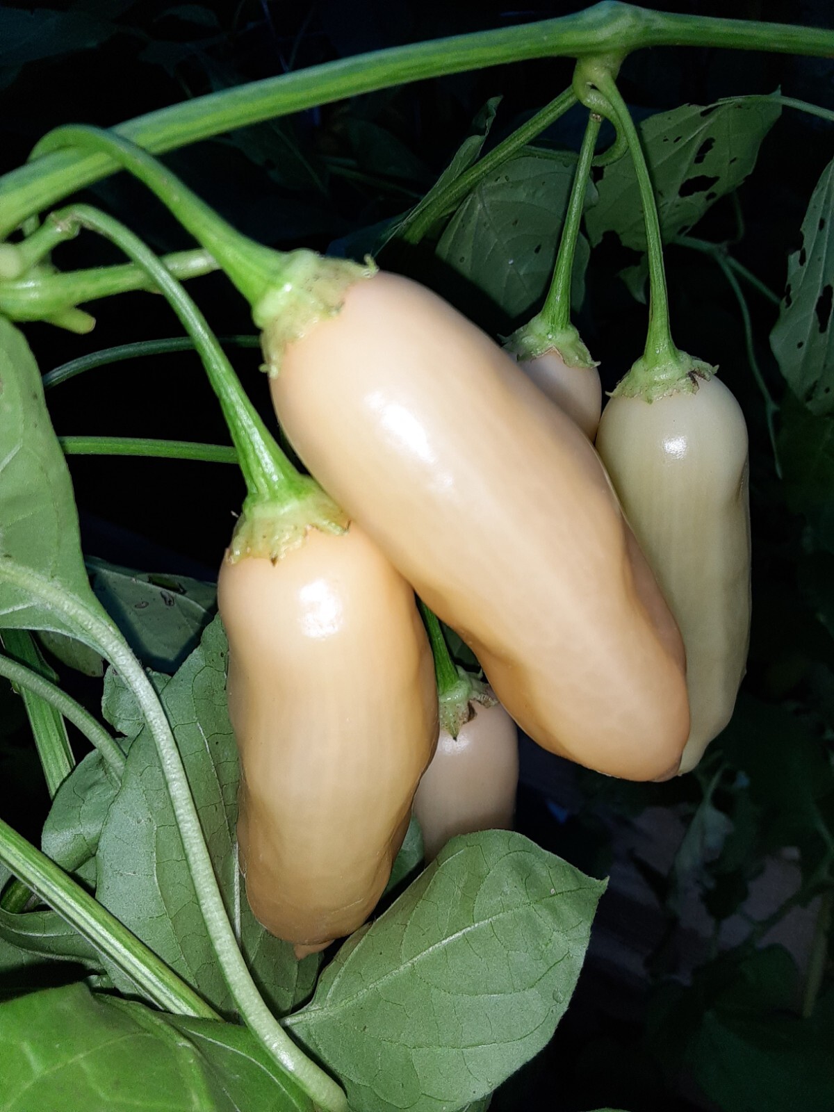 25+ AJI SUGAR RUSH PEACH(SRP) Pepper Seeds 🇺🇸 USA Grown 🇺🇸 100% Organic!