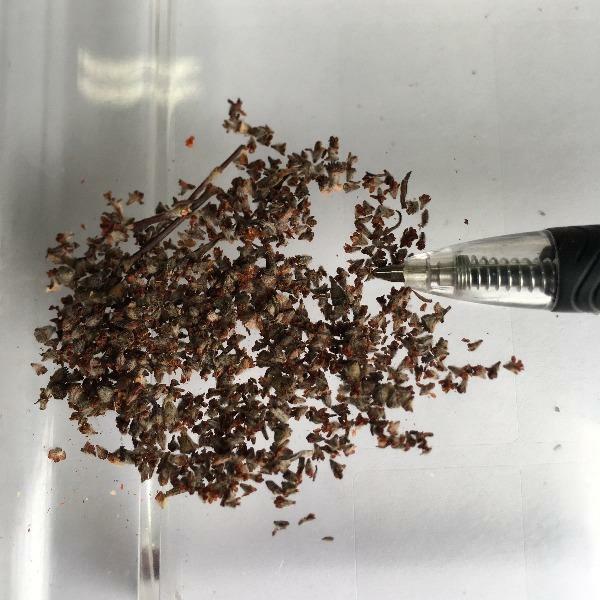 Eriogonum giganteum | St. Catherine’s Lace | Giant Buckwheat | 100 Seeds