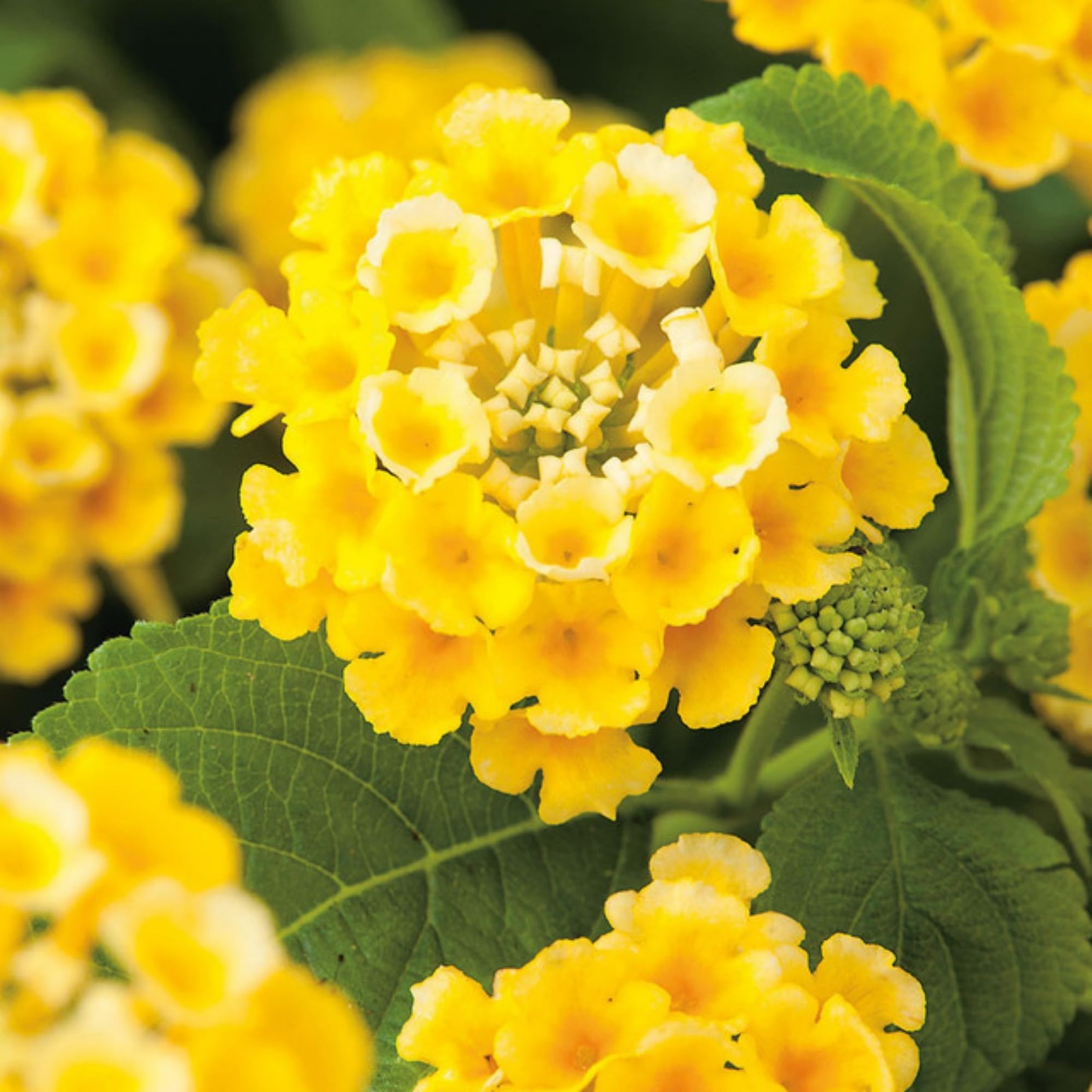 Lantana Flower Seeds for Planting – 300+ Mixed Color Flower Seeds to Plant Great
