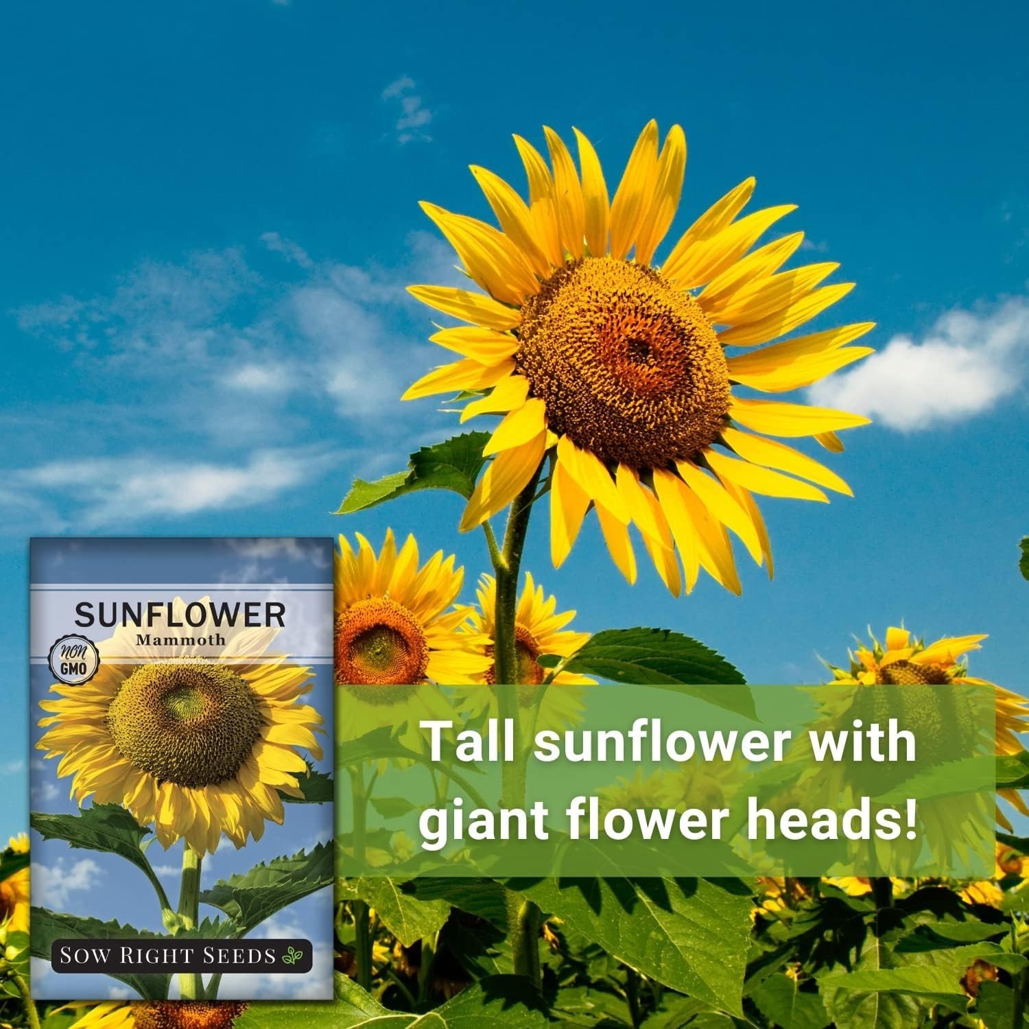 Mammoth Sunflower Seeds: Grow Giant 8-12 Ft Blooms – Non-GMO Heirloom Pack