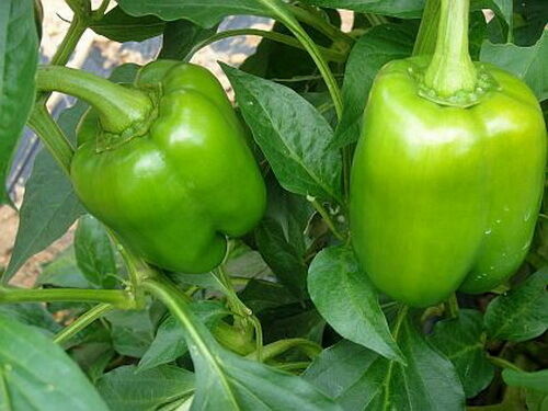 100 Organic Sweet Bell Pepper Seeds California Wonder Heirloom