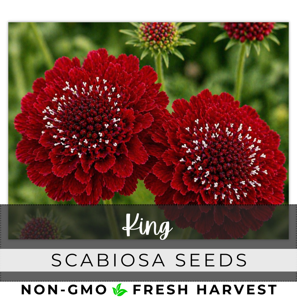 King Scabiosa Seeds 75+ Seeds Mum Flower, Flower Seeds, Annual