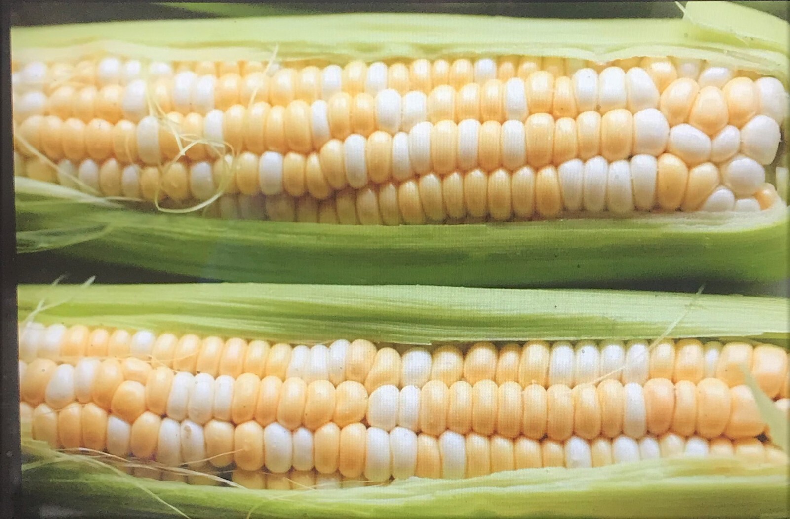 G90 Sweet Corn Seed Bicolor Treated 700+ Seeds, 8oz. 95% Germ.