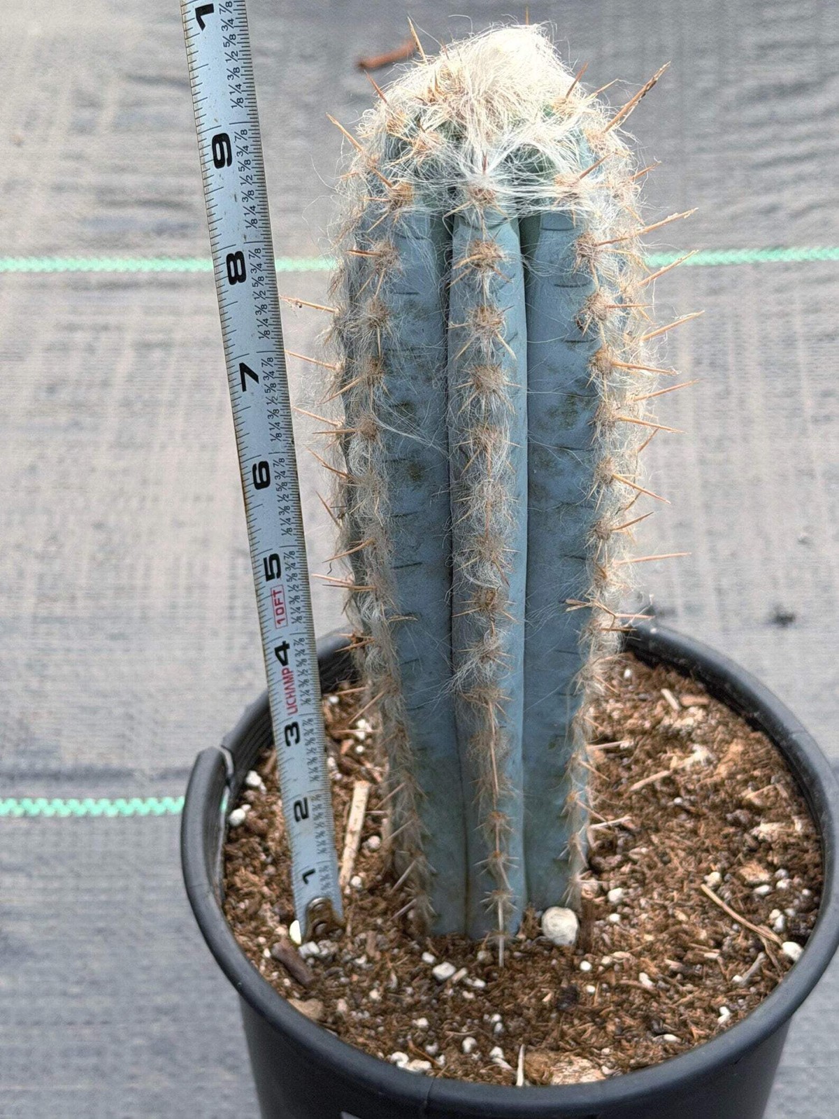 Blue Pilosocereus Pachycladus – Rare Live Cactus | 9″ Tall Columnar Specimen