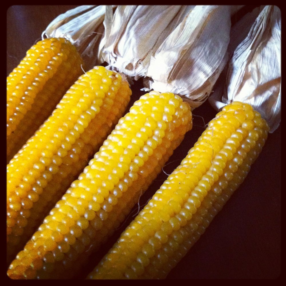 LADYFINGER POPCORN SEEDS * TENDER * DELICIOUS * HEIRLOOM * 50 SEEDS *