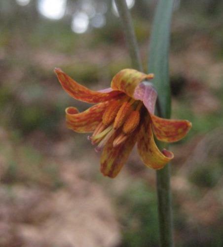 Fritillaria eastwoodiae | Butte County or Eastwood’s Fritillary | 5 Seeds