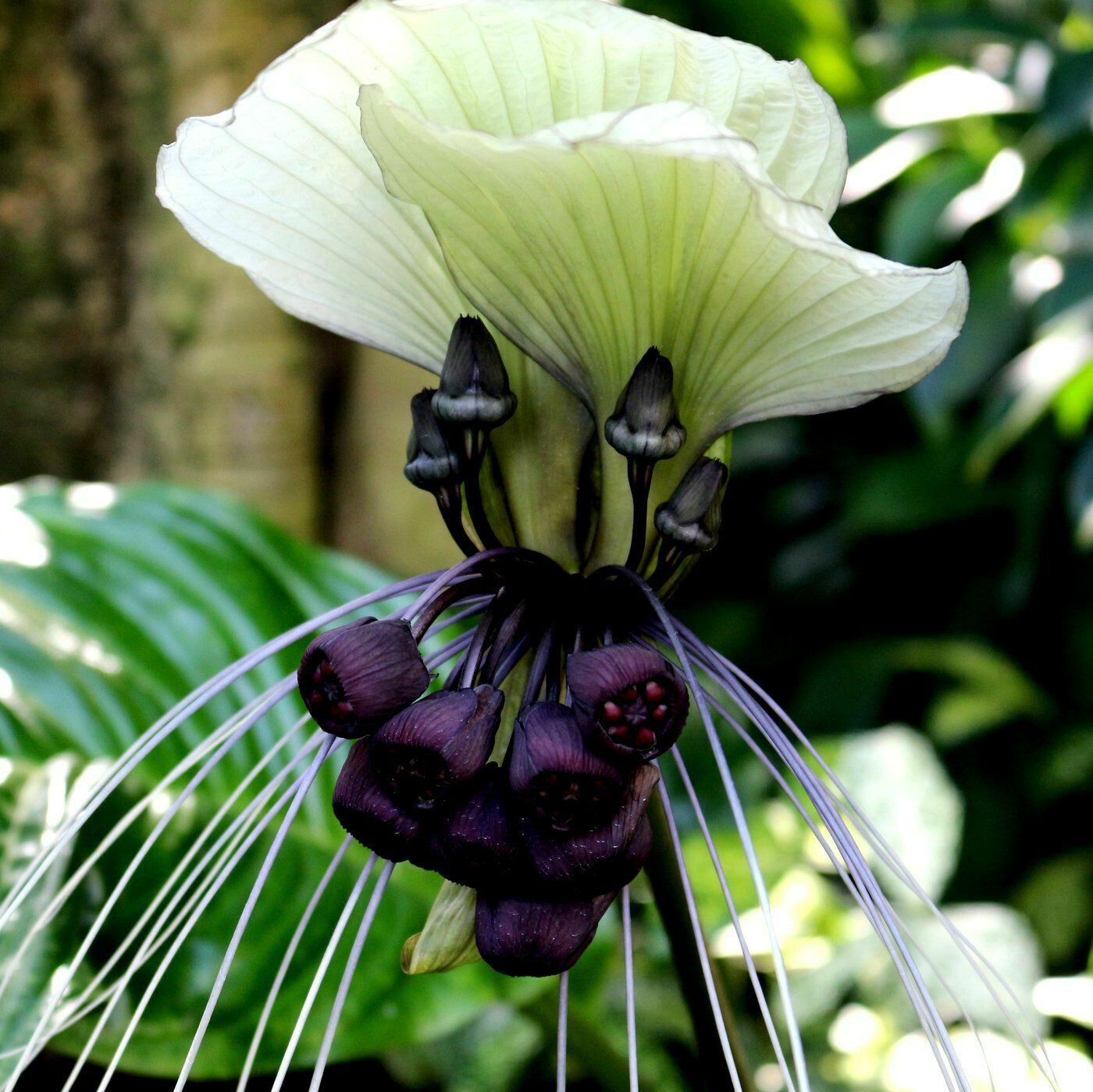 5 White Bat Orchid Flower Seeds (Tacca Integrifolia) Exotic Tropical Houseplant