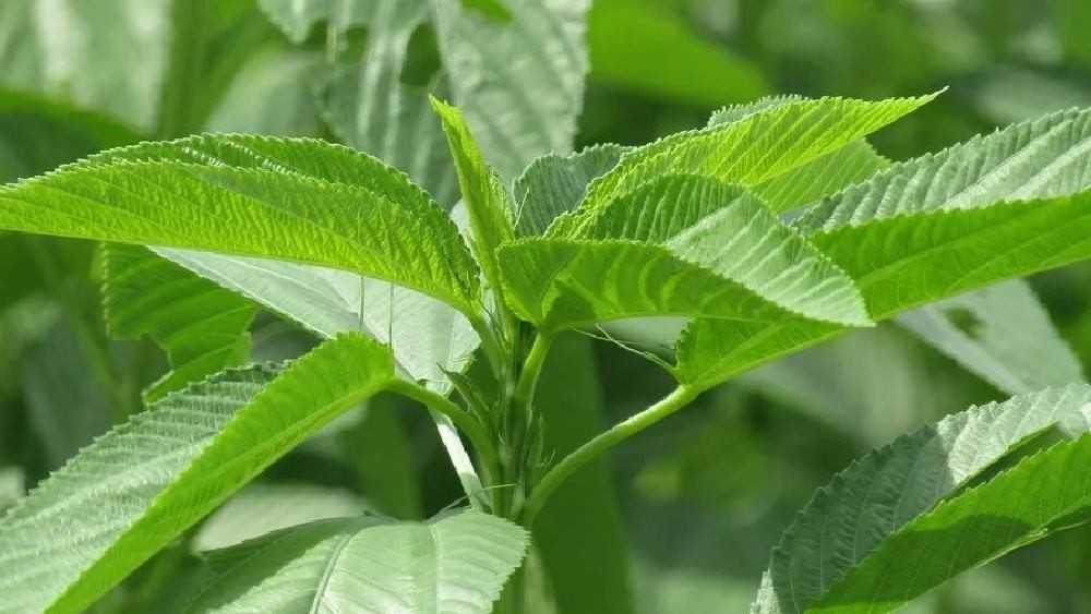 Paat Shak Bangladeshi Jute Seeds ( 10 Grams ), Egyptian Spinach Edible Jute Leaf
