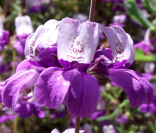CHINESE HOUSES Collinsia Heterophylla – 5,000 Bulk Seeds
