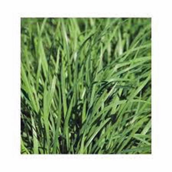 CHIVE SEED, HERB, HEIRLOOM, 25+ SEEDS, FLAVORFUL CHIVES, EASY TO GROW