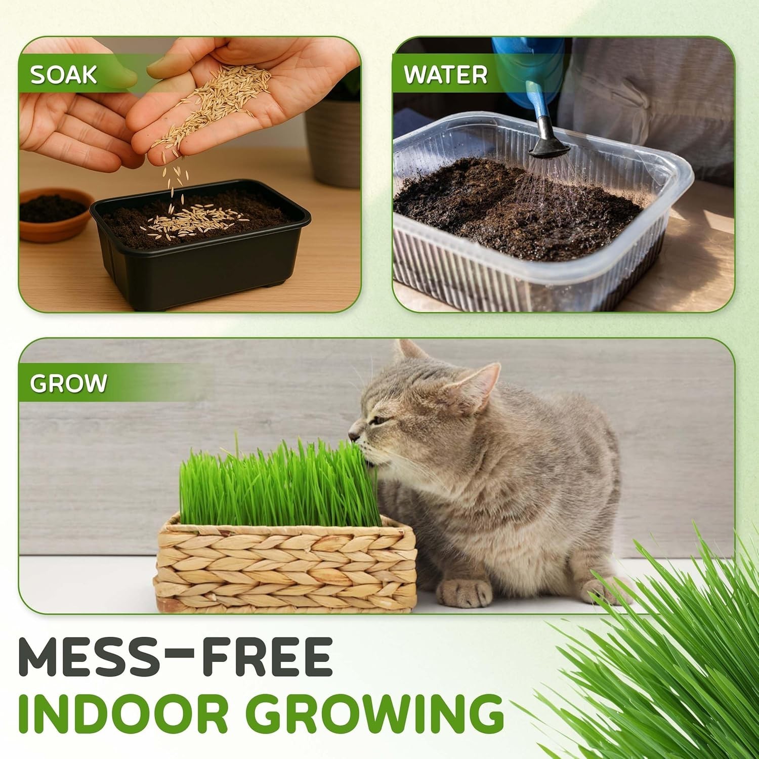 1lb Cat Grass: Non-GMO, Chemical-Free & Easy to Grow Indoors/Outdoors