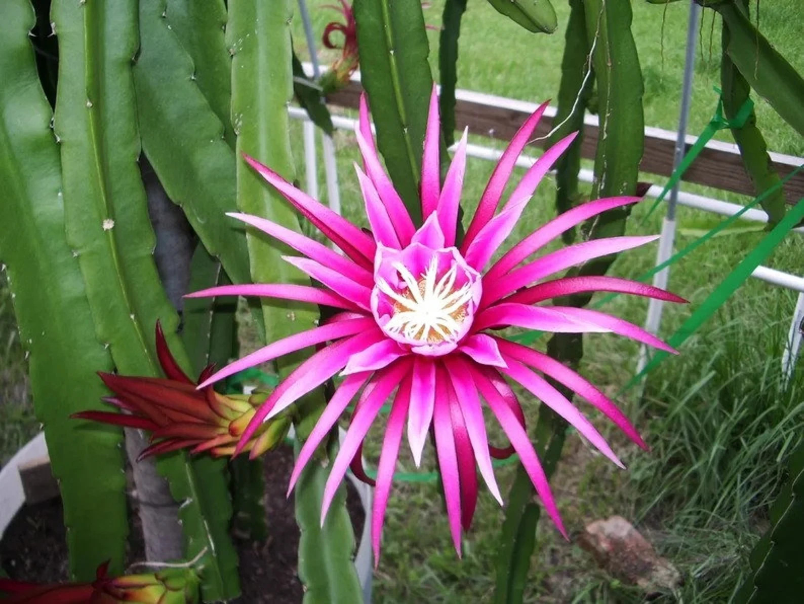 200 Pink Dragon Fruit Seeds. Organic. USA Seeds. Ships free