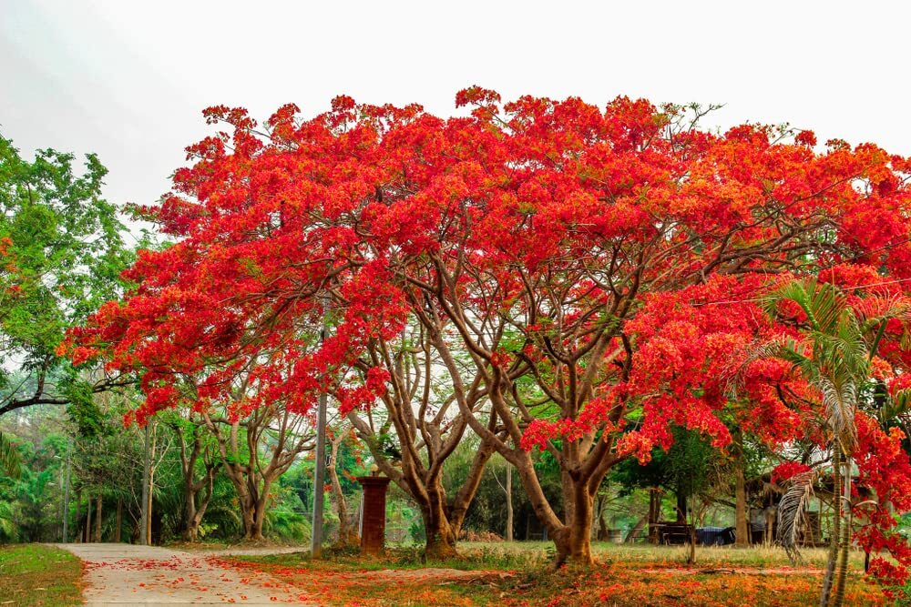 50 Seeds Delonix regia – Royal Poinciana – Flamboyant Flame Tree – Made in USA,