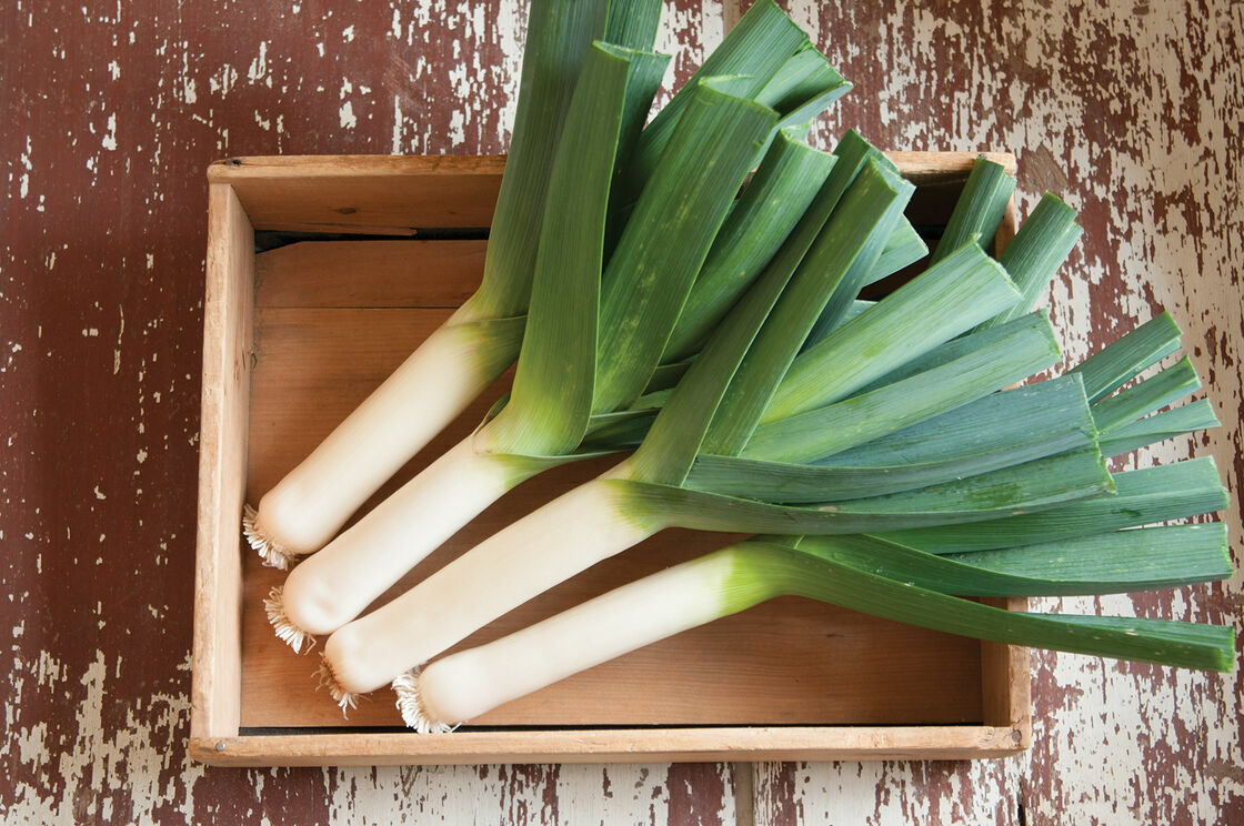 50+ Leek Seeds for Planting Great for Salads and Garnish