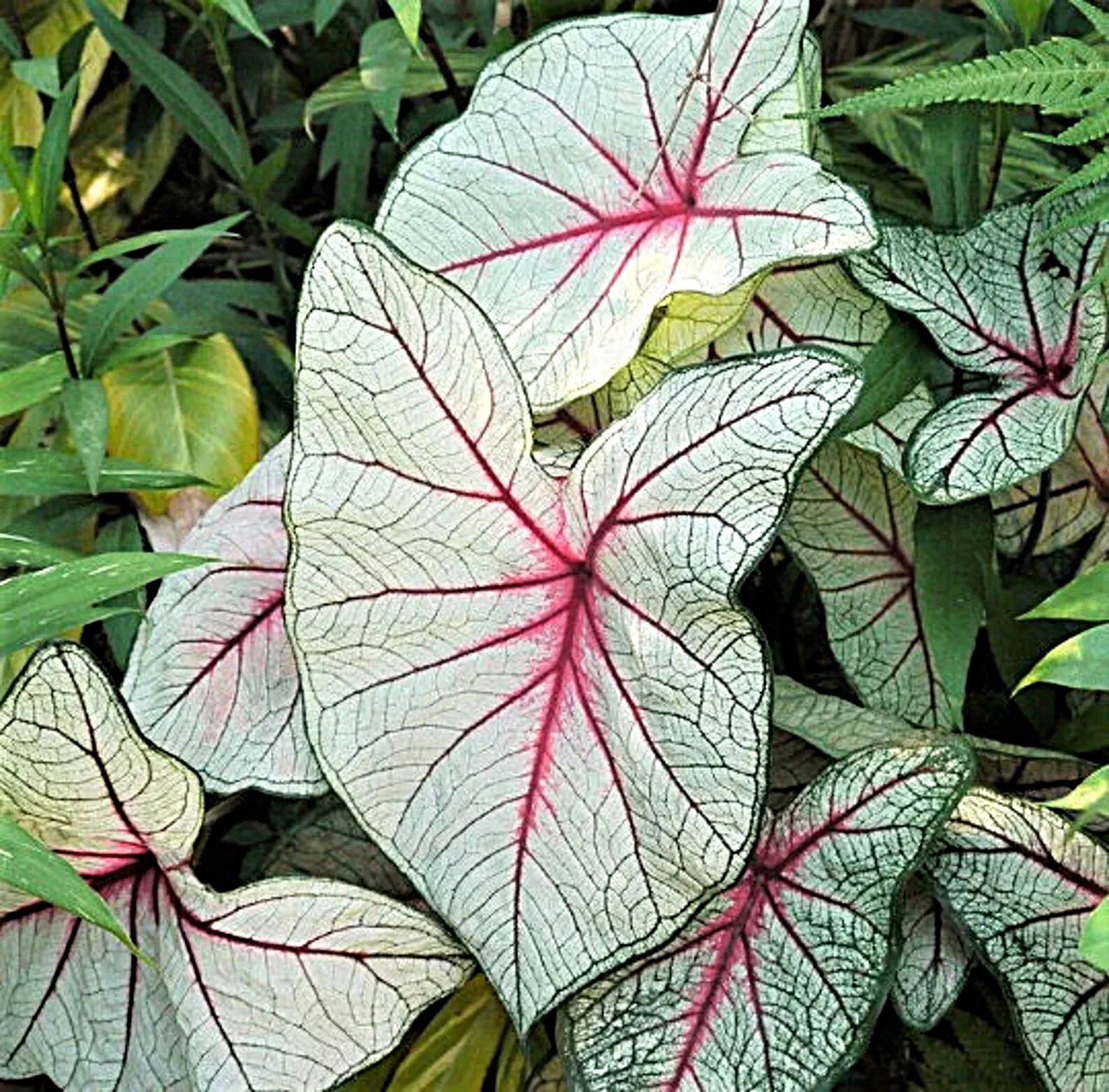 Caladium ‘White Queen’ Size #2 (2 Bulbs) (You get 2 bulbs)