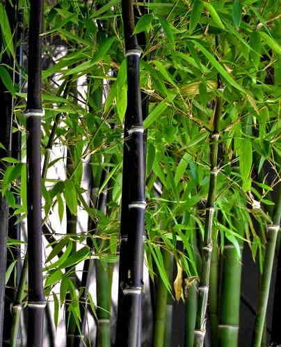 BLACK Bamboo Seeds – Phyllostachys nigra – Hardy Rare Privacy Screen 100-400