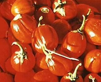 Pumpkin Pumpkin On a Stick 250 seeds