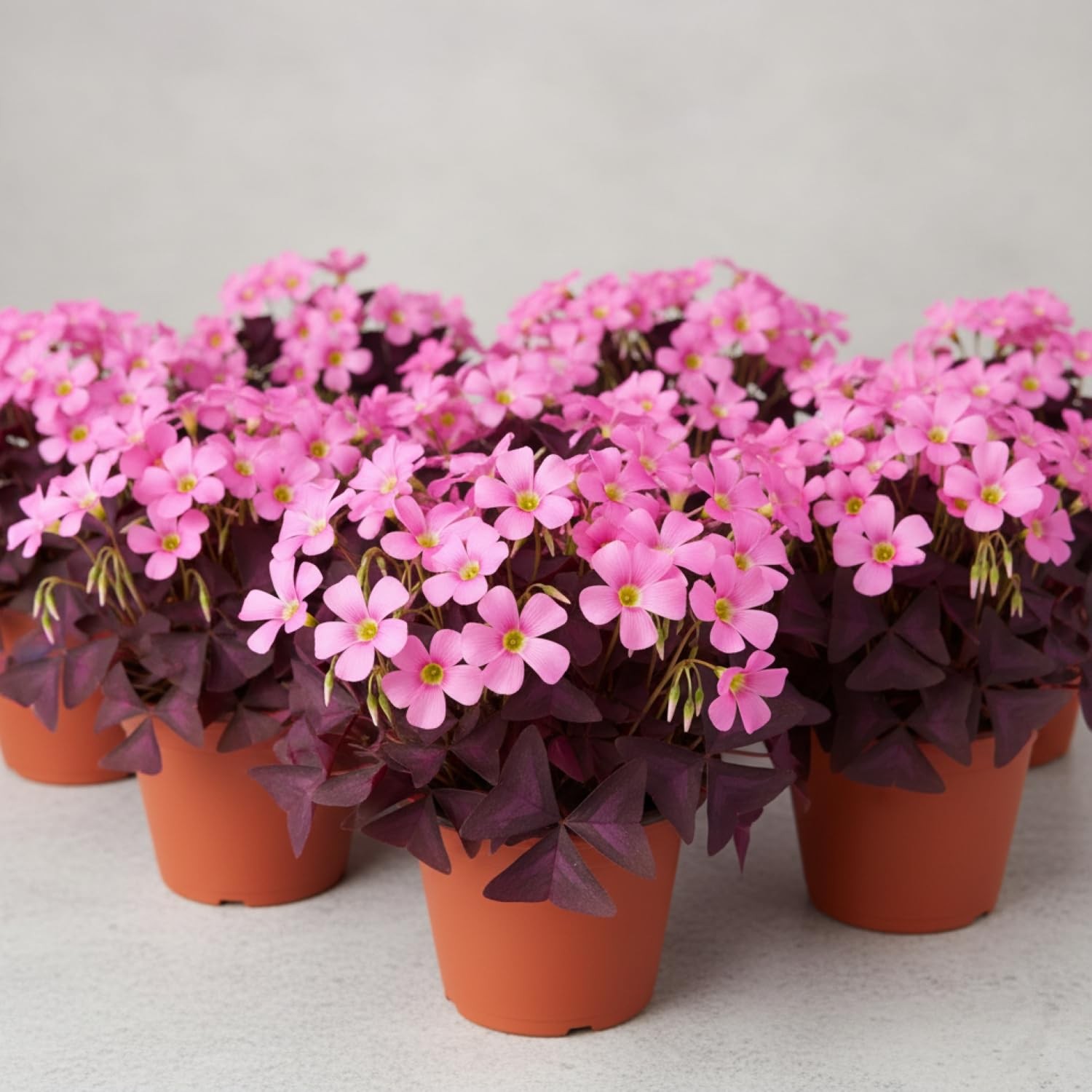 12 Purple Shamrock Bulbs Oxalis Triangularis for Planting, Flower Bulbs Indoo…