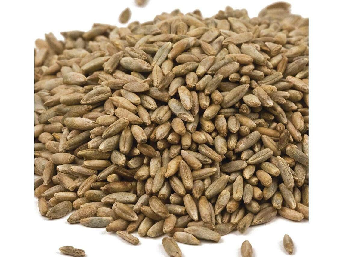 Rye Cover Crop Seeds – Non-GMO Rye Grass Seed – Winter Rye Seeds – Deer and Turk