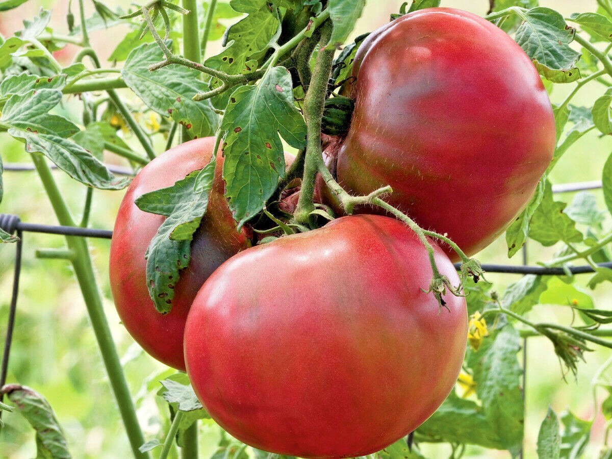 51+CHEROKEE PURPLE TOMATO Seeds Organic Native Heirloom Summer Garden Container
