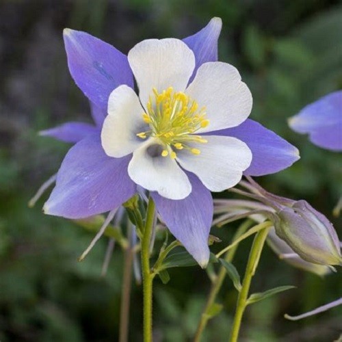 Blue Rocky Mountain Columbine Seeds – Aquilegia coerulea – Heirloom Perennial
