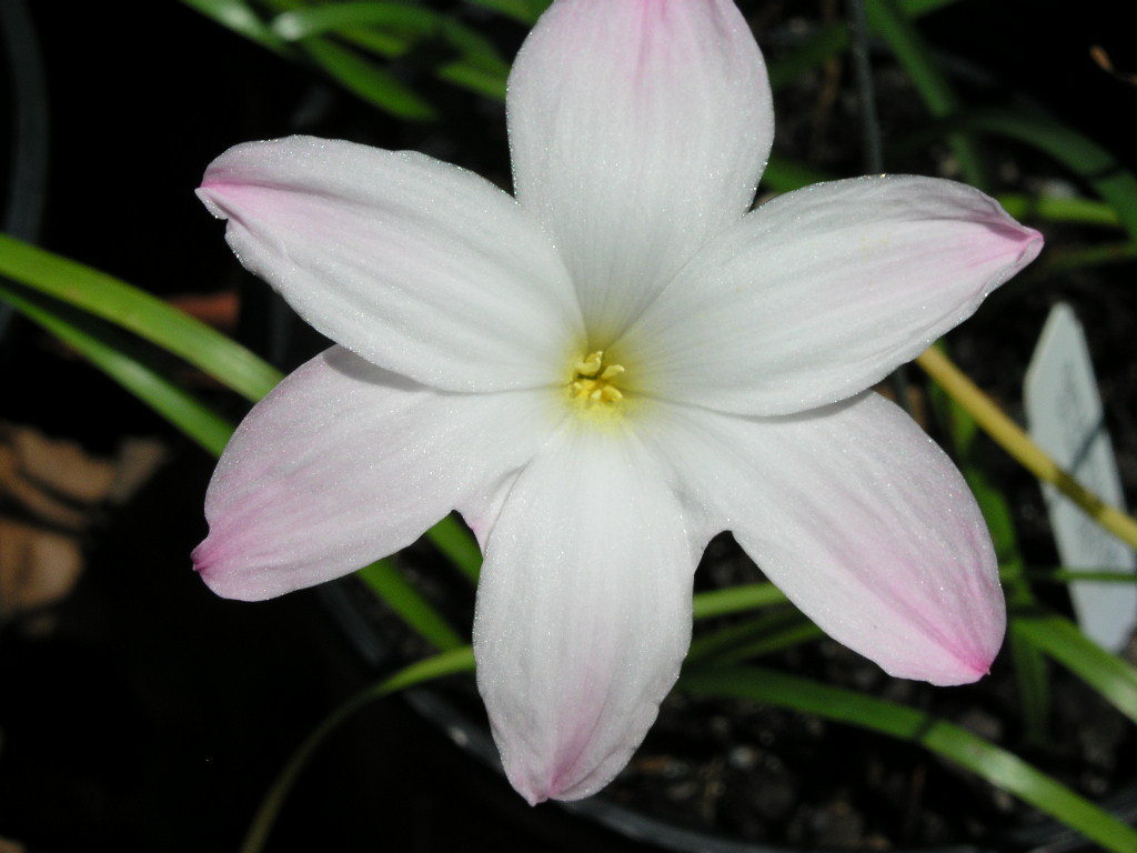 Rain Lily, Zephyranthes Labufarosea Big Dude, 2 bulbs, NEW, habranthus