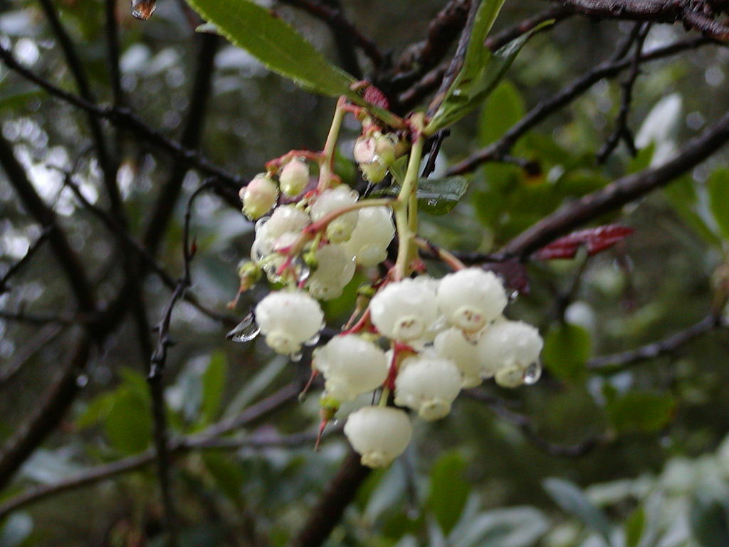 Arbutus unedo “Strawberry Tree” Year Round Interest! 25 seeds 2020 Harvest