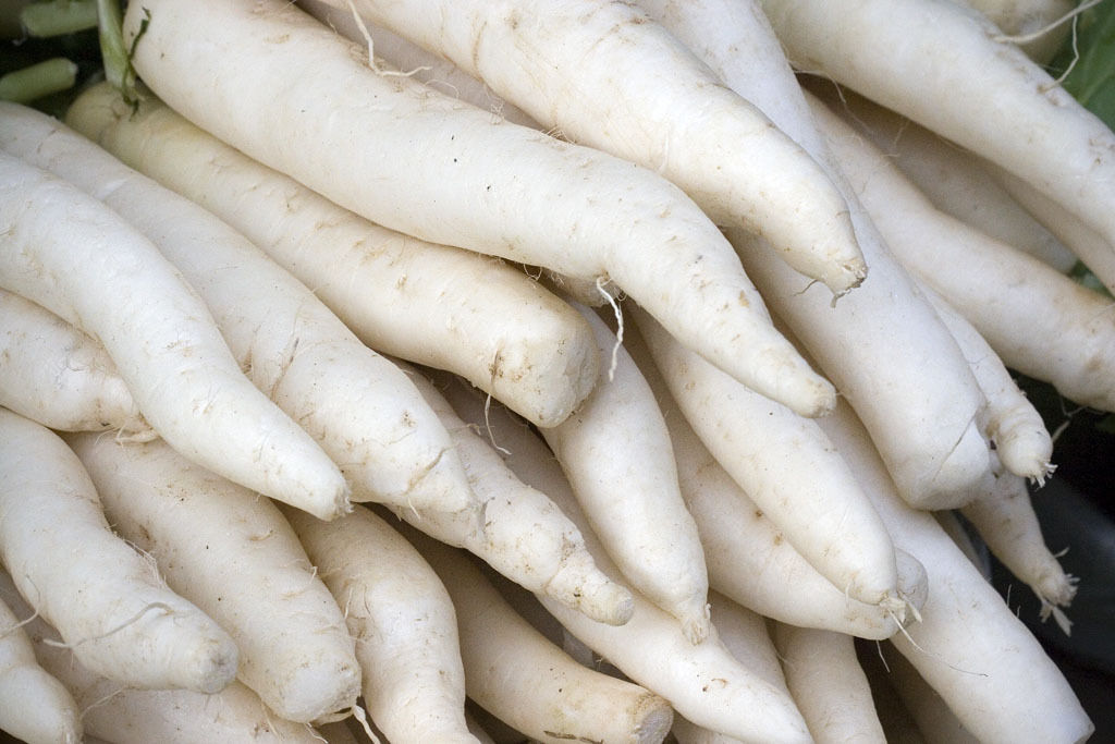 radish, JAPANESE MINOWASE white, GIANT 2 FEET LONG! daikan 480 seeds GroCo