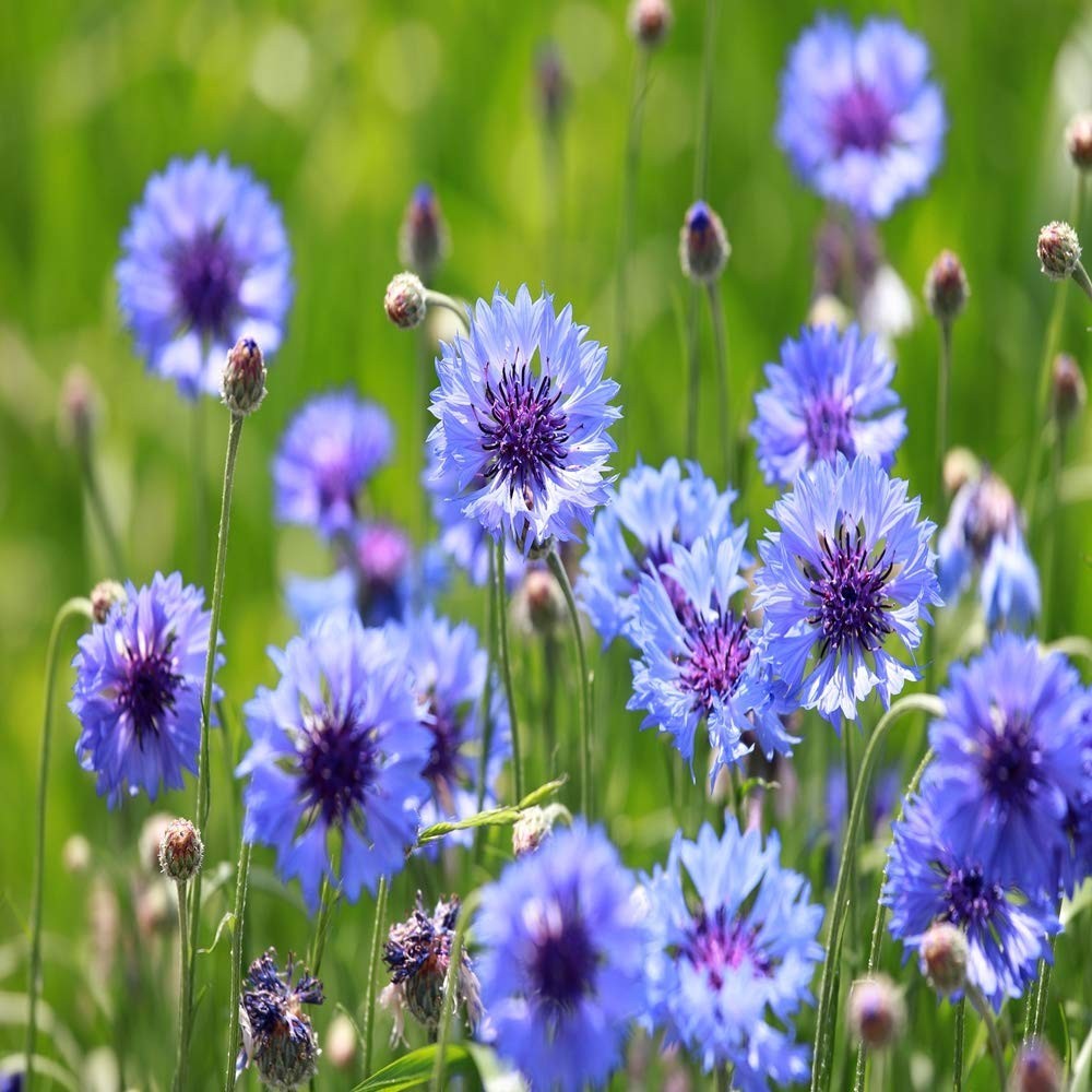 Blue Cornflower Seeds – 1 lb Annual Bachelor’s Button for Cut Flower Gardens, Dr