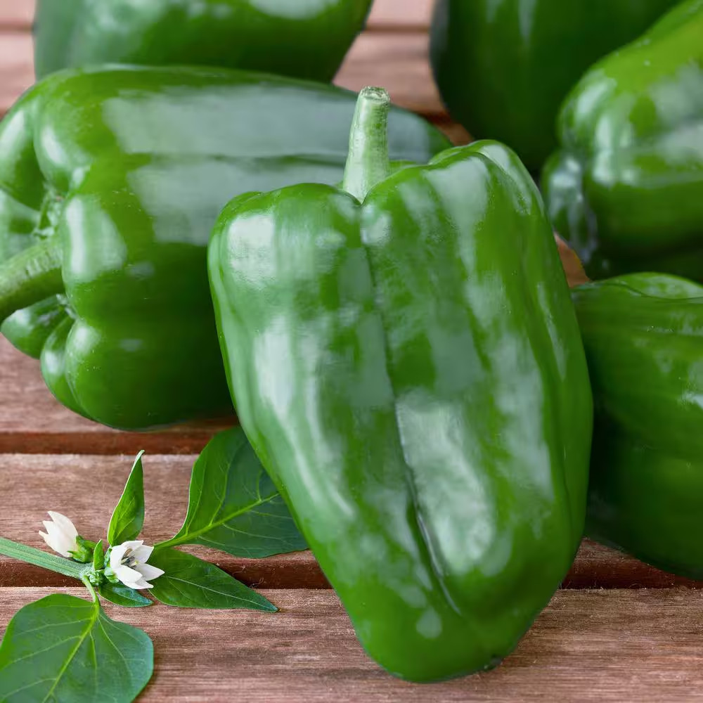 19 Oz. Sweet Green Bell Pepper Plant (2-Pack)