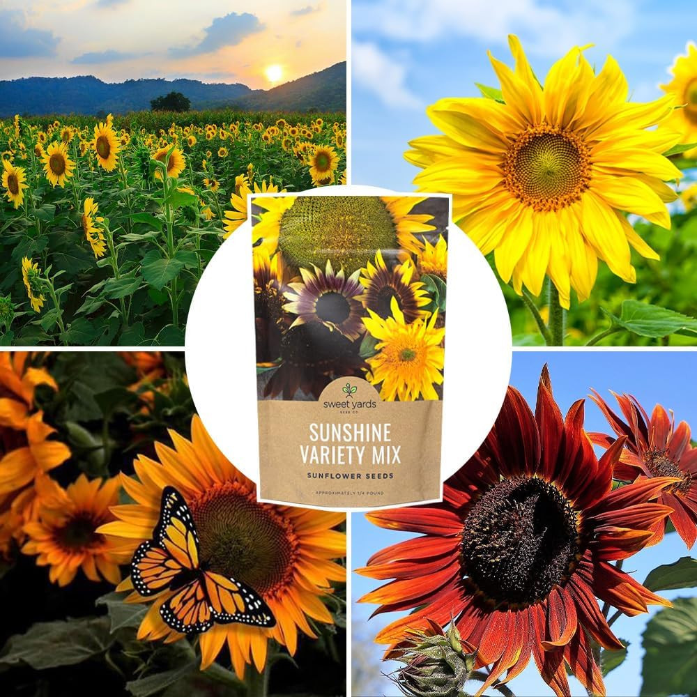 Bulk Sunflower – Variety Mix 10 Types of Beautiful Sunflowers – 1/4 Pound Bag O