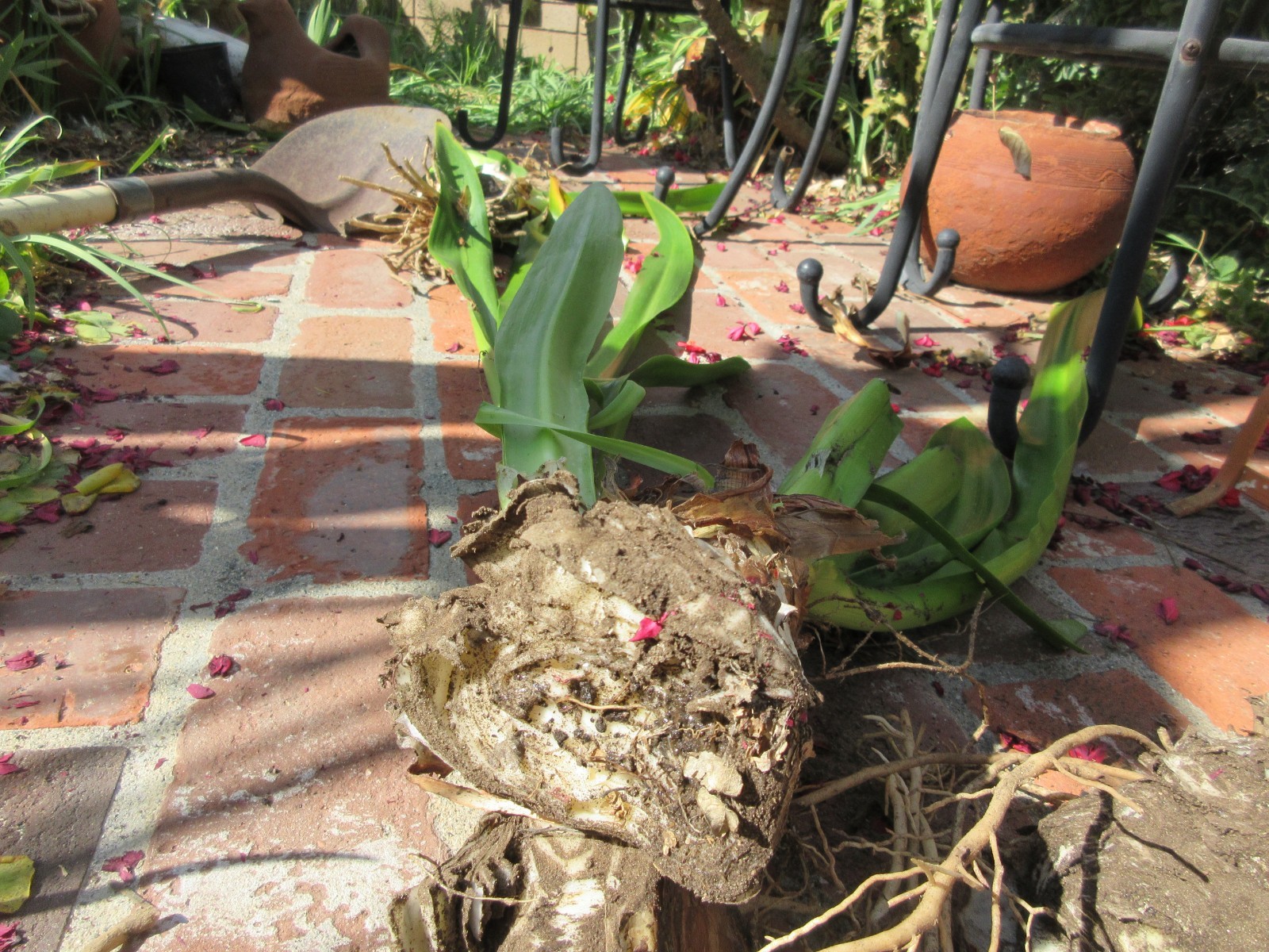 Spider Lily, Peruvian Daffodil Hymenocallis festalis 2 Jumbo damaged bulbs