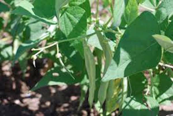 BEAN, BLACK TURTLE POLE BEAN, HEIRLOOM, 20+ SEEDS, A TERRIFIC BLACK BEAN