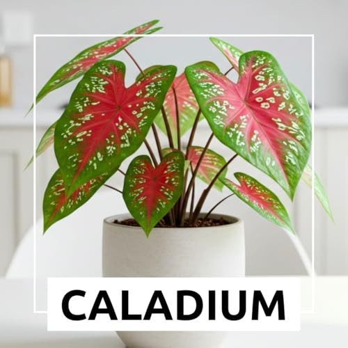 “Dragon Heart Caladium Bulbs – Perennial Planting, Hosta, Elephant Ears (6 Pack)