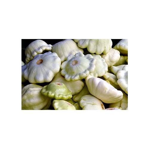 Squash Early White Bush Scallop Garden Vegetable by Seed Kingdom (1/4 Lb Seeds)